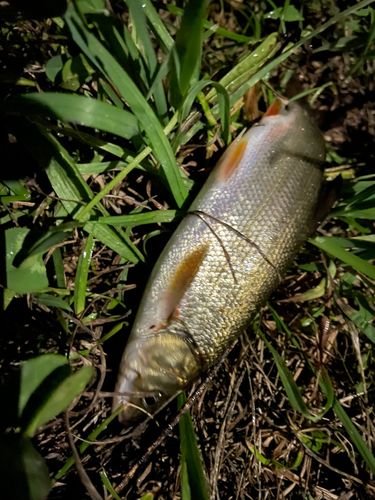 ウグイの釣果