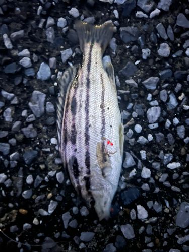 シマイサキの釣果