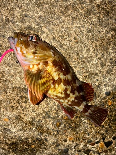 カサゴの釣果