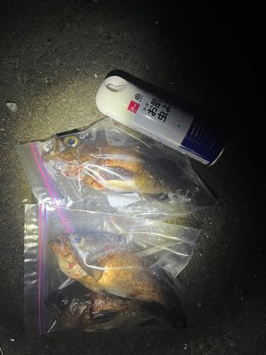 シロメバルの釣果