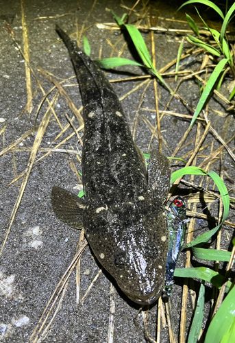 マゴチの釣果