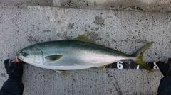 ハマチの釣果