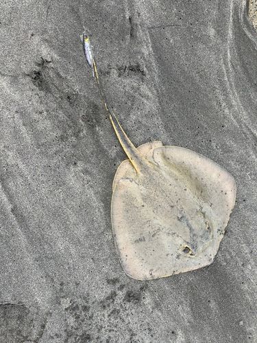 アカエイの釣果