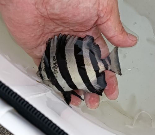 サンバソウの釣果