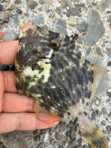 カワハギの釣果