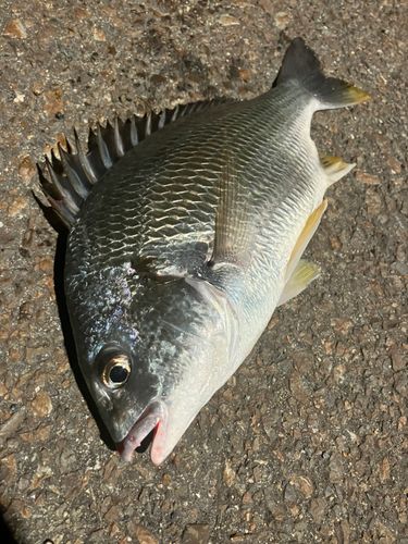 キビレの釣果