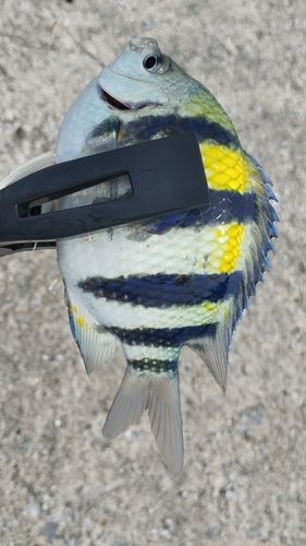 オヤビッチャの釣果