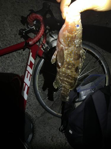 アコウの釣果