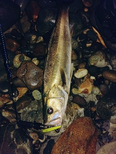 スズキの釣果