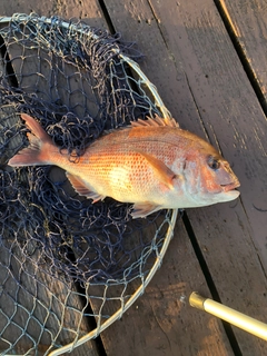 タイの釣果