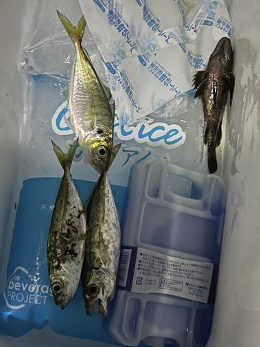 マアジの釣果