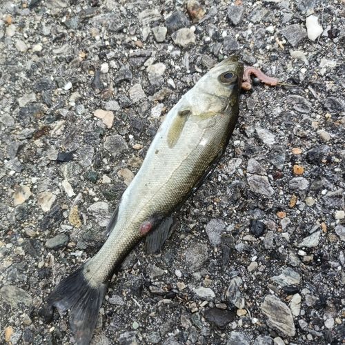 セイゴ（マルスズキ）の釣果