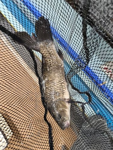 コイの釣果