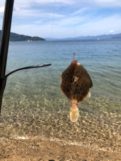 カワハギの釣果