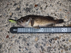 クロソイの釣果