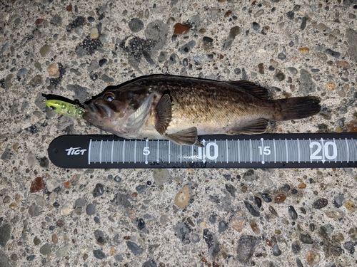 クロソイの釣果