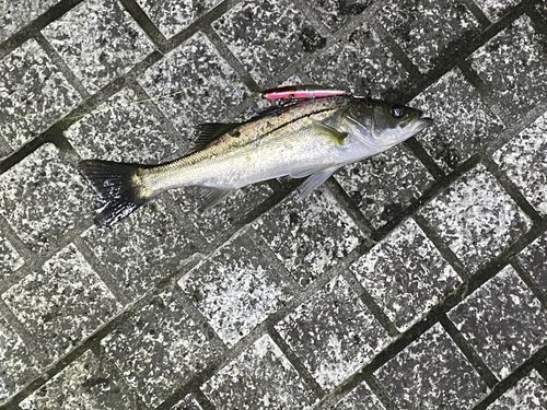 フッコ（マルスズキ）の釣果