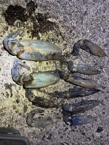 アオリイカの釣果