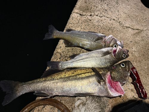 シーバスの釣果