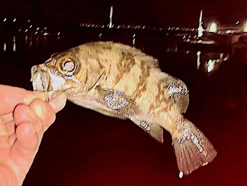 メバルの釣果