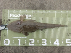 マゴチの釣果