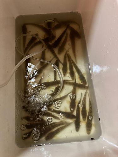 マハゼの釣果