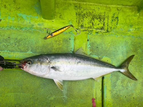 ワラサの釣果