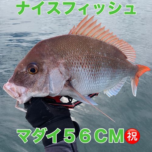 マダイの釣果