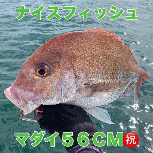 マダイの釣果
