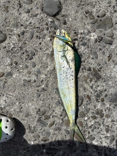 シイラの釣果