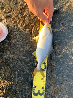 ショゴの釣果