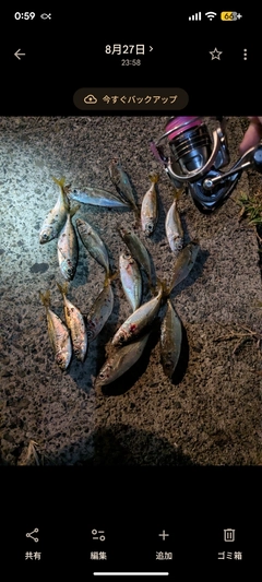 マアジの釣果