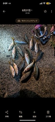 マアジの釣果