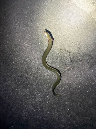ウナギの釣果