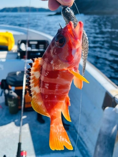 アカハタの釣果