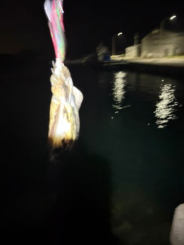 コウイカの釣果