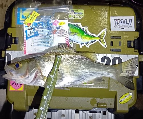 ヒラスズキの釣果
