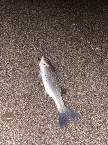 セイゴ（ヒラスズキ）の釣果