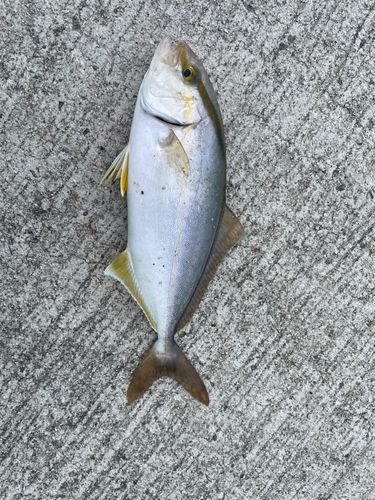 アカビラの釣果