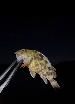 ソイの釣果