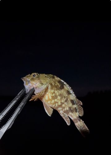ソイの釣果