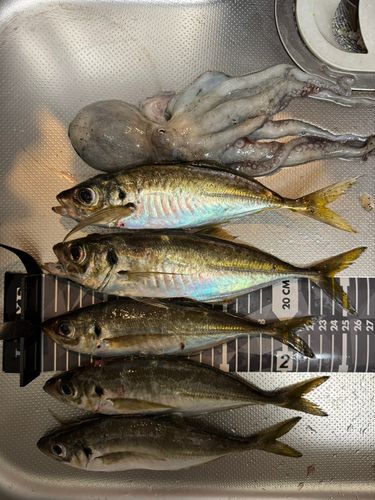 アジの釣果