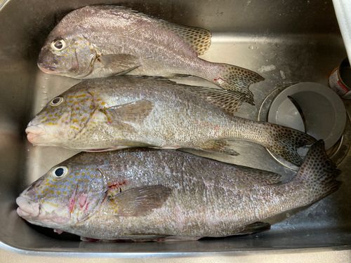 コロダイの釣果