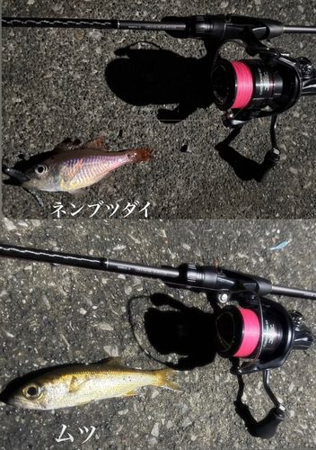 ムツの釣果