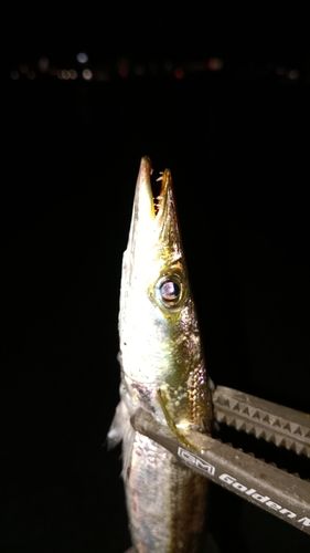 カマスの釣果