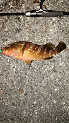 アコウの釣果