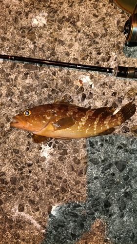 アコウの釣果