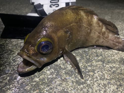 メバルの釣果