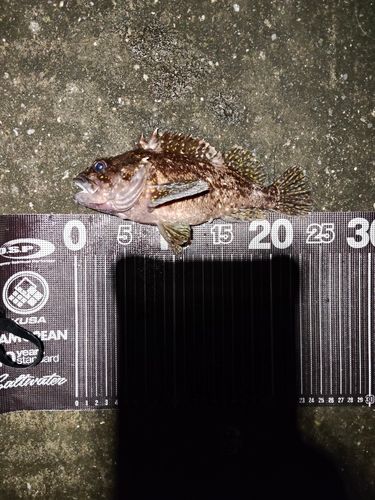 オウゴンムラソイの釣果