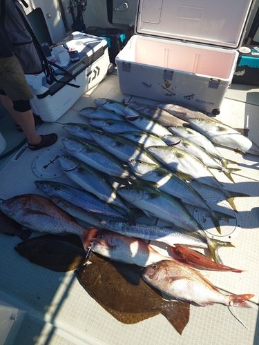 ハマチの釣果